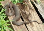 Water snake lounging in the sun - technically thermoregulating!