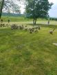 Canada goose round up