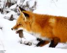 Red fox with prey in snow