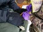 Drawing blood on a mallard duck