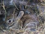 Baby bunnies in their nest