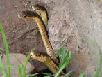 Garter snakes - the courtship begins