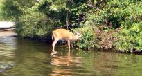 CWD infected deer in Wisconsin