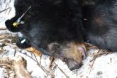 Female adult black bear, sedated during a den survey, showing early signs of mange infection around her eyes.