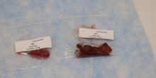 Recent samples from clinical cases still in process of diagnostic testing