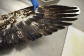 Bald eagle wing