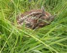 Young fawn hiding, waiting for mother's return