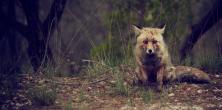 scruffy red fox at the edge of the woods