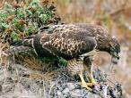 Hawk eating prey