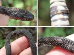 Examples of Snake Fungal Disease (SFD)