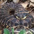 Hognose snake 