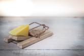 Common snap trap. Quick, lethal, and no risk of poisoning.