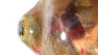 Tadpole with discoloration