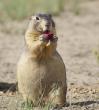 Gunnison's prairie dog eating bait with sylvatic plague vaccine 