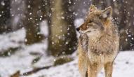 Coyote in a forest habitat