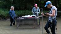 Collecting data on a soft-release hellbender