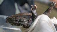 Hellbender in gloved hand
