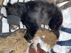This adult black bear has been sedated and using a tarp, was moved from its den for examination. Photo by Emma Unekis