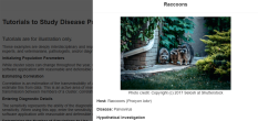 urban raccoon family near house