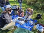 examining a sedated bobcat