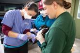 duck banding 