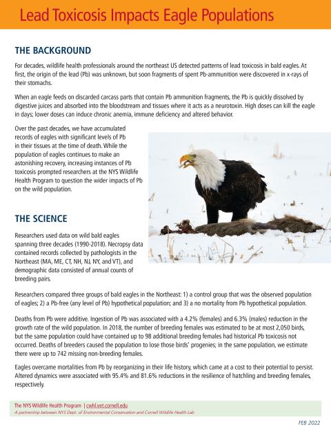 Lead toxicosis impacts eagle populations cover