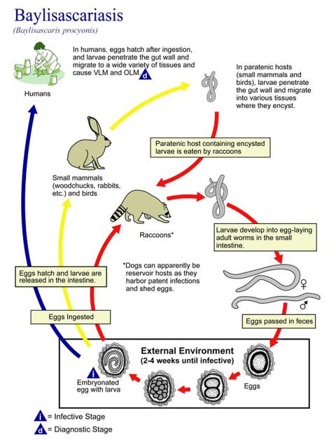 Baylisascariasis host cycle