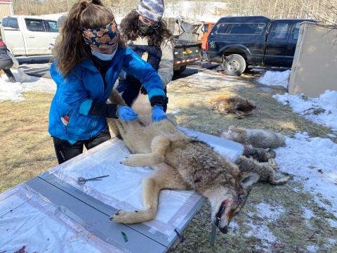 SUNY-ESF Master's student Cori Conlin collecting gastrointestinal tracts from hunter harvested wild canids to test for zoonotic parasites.