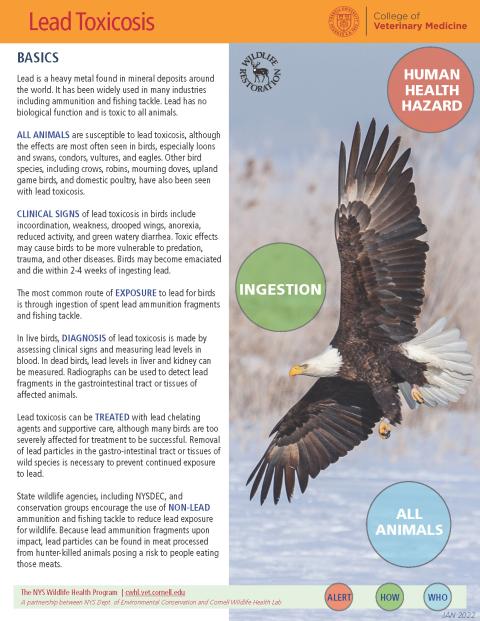 thumbnail of lead toxicosis fact sheet