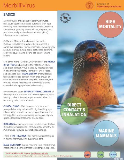 Thumbnail of fact sheet; click on image to download PDF