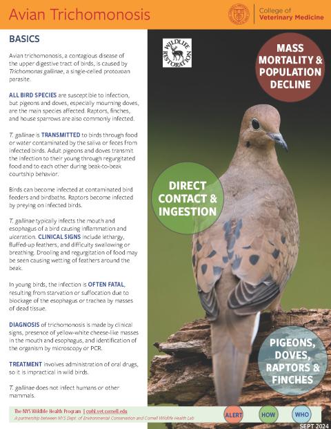 Thumbnail of fact sheet; click on image to download PDF