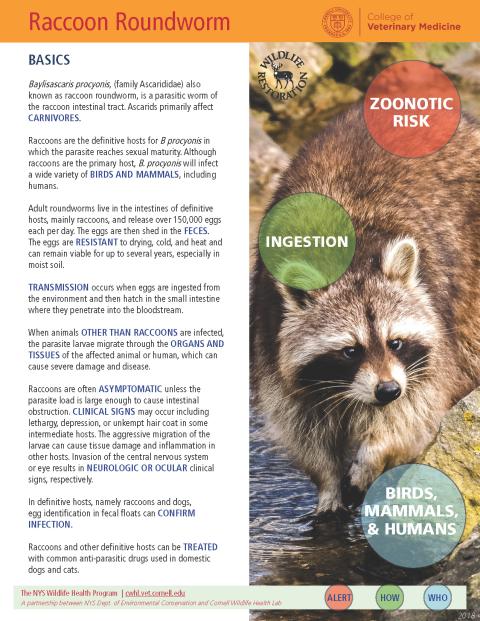 Thumbnail of fact sheet; click on image to download PDF