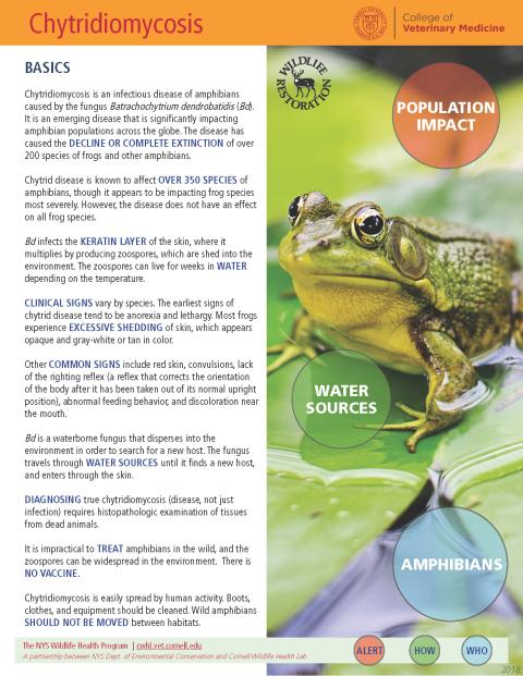 Thumbnail of fact sheet; click on image to download PDF