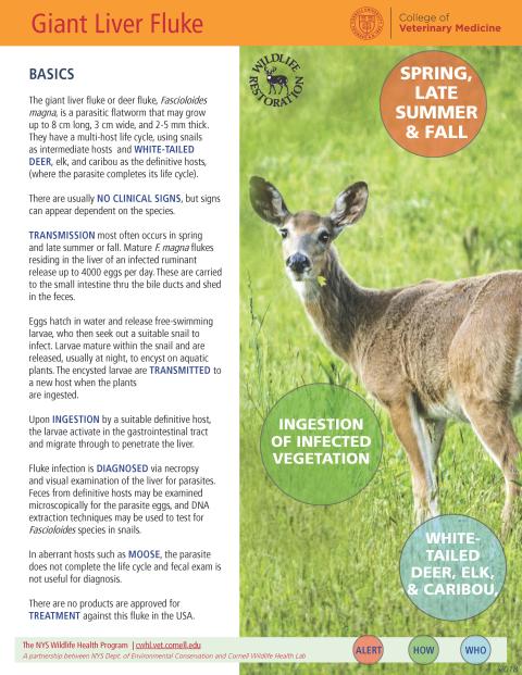 thumbnail of Liver Fluke fact sheet