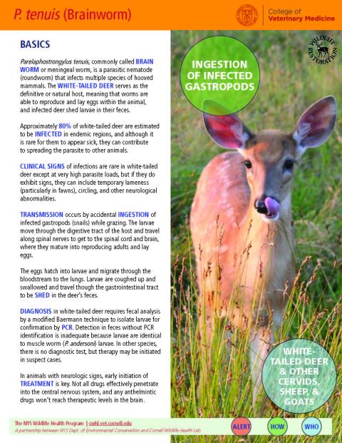 thumbnail of P. tenuis fact sheet