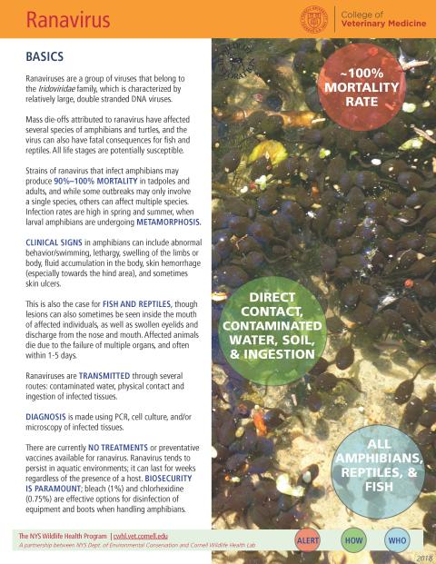 thumbnail of ranavirus fact sheet