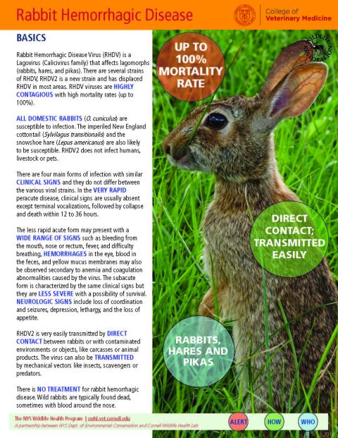 thumbnail of RHDV fact sheet