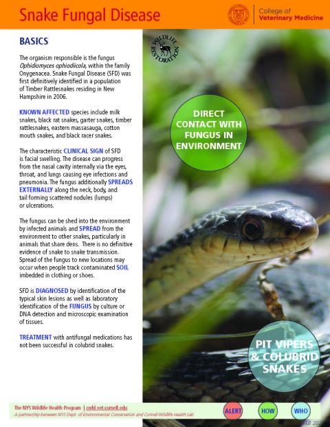 thumbnail of SFD fact sheet
