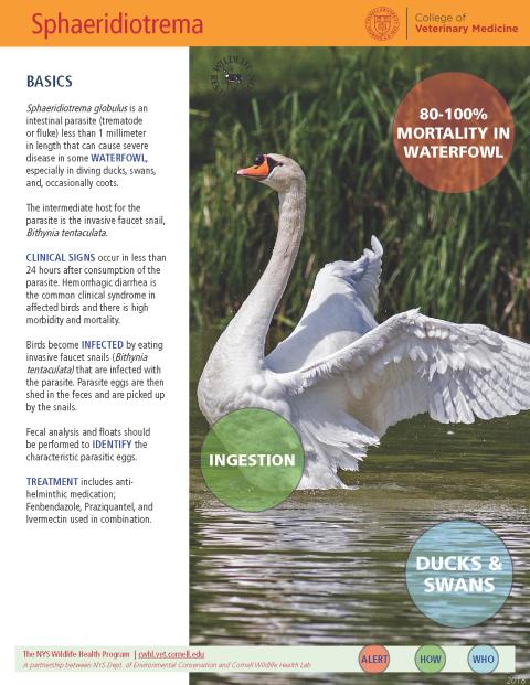 Thumbnail of fact sheet; click on image to download PDF