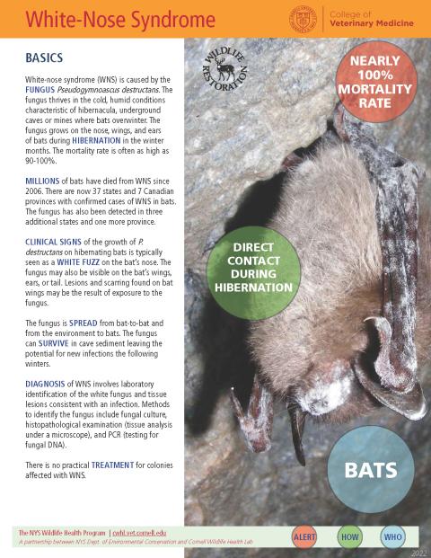 thumbnail of WNS fact sheet