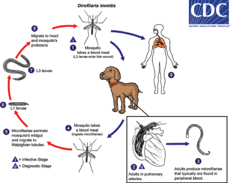 CDC diagram of Dirofiaria immitis transmission