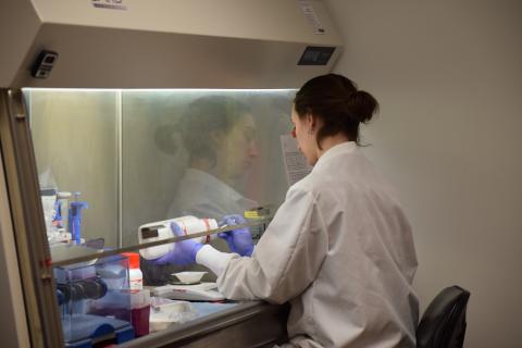 Dr. Kaganer carefully measuring reagent components under the biosafety cabinet.