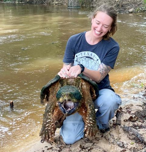 Alligator snapping turtle held by a person with mouth agape
