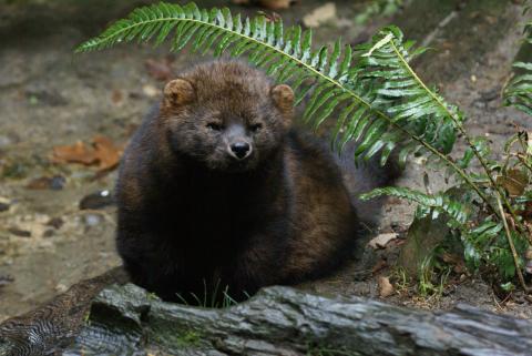 Adult fisher close up in the forest