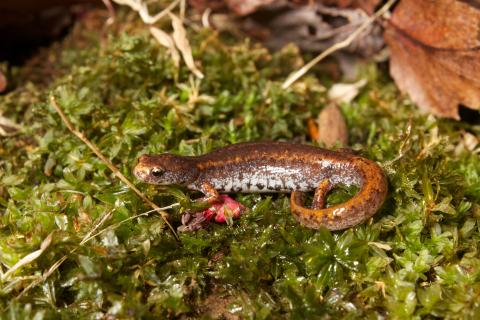 Four-toed salamander (Hemidactylium scutatum) on moss