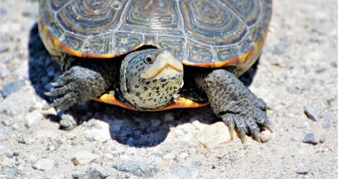 Diamond back terrapin looking up on rocky sand beach