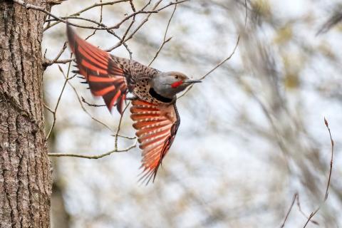 Northern flicker taking flight from a tree