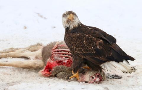 Bald eagle scavenging a deer carcass in snow