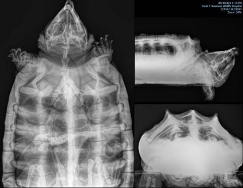 A full diagnostic examination was performed by the Janet L. Swanson Wildlife Hospital, including radiographs.