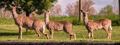 three white-tailed deer in a field
